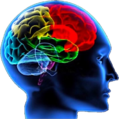 jensenlearning-brain2 Brain Based Teacher Webinar